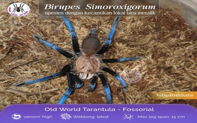 birupes simoroxigorum unsex 5-6 cm tarantula